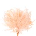 Dried fern fronds, fern decoration for vases, 60cm, 10 pieces | Floristik24.ie