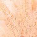 Dried fern fronds, fern
