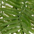 Artificial fern branch, decorative green plant for flower arrangements, 80cm | Floristik24.ie