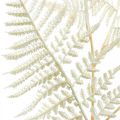 Floristik24 Decorative leaf fern, artificial plant, fern branch, decorative fern leaf white L59cm