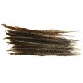 Floristik24 Pheasant feathers real feathers for crafting Easter decoration 25-27cm 24pcs