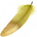 Floristik24 Feathers for handicrafts Deco feathers Green-Golden L16-20cm 24pcs