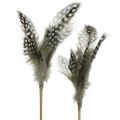 Floristik24 Decorative feathers dotted on the stick real guinea fowl feathers 4-8cm 24pcs
