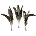 Floristik24 Plume on metal spring Spring decoration Real feathers 25cm 5pcs