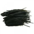 Floristik24 Deco feathers black bird feathers for crafting 14-17cm 20g