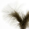 Floristik24 Feathers to stick 30cm brown 12pcs