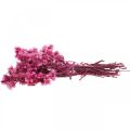 Floristik24 Mini Straw Flower Pink Dried Flower Rock Flower H20cm 15g