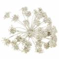 Floristik24 Decorative branch of fennel infructescence white waxed H22cm