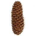 Spruce cones natural 5kg pine cones | Floristik24.ie