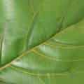Artificial Ficus lyrata 120 cm decorative for living room | Floristik24.ie