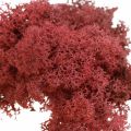 Floristik24 Decorative moss Red Bordeaux Reindeer moss for handicrafts 400g