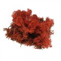 Floristik24 Decorative moss red Siena natural moss for handicrafts, dried, colored 500g