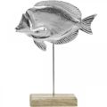 Floristik24 Decorative fish, maritime decoration, fish made of silver metal, natural color H28.5cm