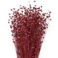 Floristik24 Flax Bordeaux Red Dried Decoration Dried Flowers L55cm 80g