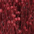 Flax Bordeaux Red Dried Decoration Dried Flowers L55cm 80g | Floristik24.ie