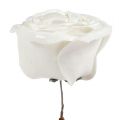 Floristik24 Foam rose white with mother-of-pearl Ø10cm 6pcs