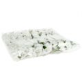 Foam Rose Ø 3.5cm white 48 pcs | Floristik24.ie