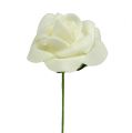 Foam Rose Ø3.5cm Cream 48 pcs | Floristik24.ie