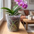 Plant pot for orchids transparent Ø15cm 10pcs | Floristik24.ie