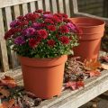 Plant Pot Plastic Ø23cm 10pcs | Floristik24.ie