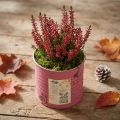Plant pot, decorative pot, round, purple, metal, vintage decoration, Ø8cm, H7.5cm | Floristik24.ie