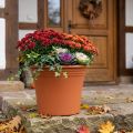 Pot “Irys” plastic terracotta Ø43cm H35cm 1 pc | Floristik24.ie