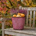 Planter, metal bucket with leaves, autumn decoration wine red Ø18cm H17cm | Floristik24.ie