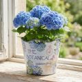 Planter plastic flower pot summer hydrangeas Ø16.5cm H13.5cm | Floristik24.ie