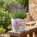 Planter plastic flower pot summer lavender Ø16.5cm H13.5cm | Floristik24.ie