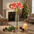 Artificial Amaryllis Pink and Cream – Large Stem Flower 76cm | Floristik24.ie