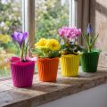 Plastic pot flower Ø9cm 25 pcs | Floristik24.ie