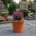 Pot “Irys” plastic terracotta Ø15cm H13cm 1 pc | Floristik24.ie