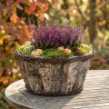 Rustic plant pot with birch bark and vines in wood look | Floristik24.ie
