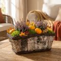 Plant box plant pot square birch/vines 28×14×11.5cm | Floristik24.ie