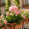Geranium artificial flower Pink geranium bush artificial 7 flowers H38cm | Floristik24.ie
