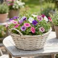 Vintage white plant basket, Ø30cm H14cm with handles | Floristik24.ie