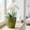 Orchid pot glossy Ø12.5cm olive green 1 pc | Floristik24.ie