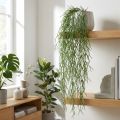 Decorative tendrils, coral cactus, artificial Rhipsalis hanger Green L120cm | Floristik24.ie
