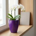 Orchid pot, glossy, Ø12.5cm, violet | Floristik24.ie