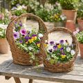 Planting basket with handle, vine design, L18/22cm, set of 2 | Floristik24.ie