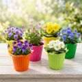 Plastic Pot Flower Ø6.5cm 25 pcs | Floristik24.ie