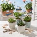 Decorative plug ship wood white blue natural 8cm H37cm 24 pcs | Floristik24.ie