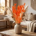 Orange hare's tail grass dried flower decoration 50-60cm 50g - Velvety Lagurus for table decoration &amp; crafting | Floristik24.ie