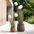 Artificial flowers decoration ball flower Allium ornamental onion artificial 54cm | Floristik24.ie