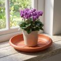 "Linda" saucer Ø18cm terracotta | Floristik24.ie