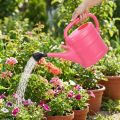 Pink watering can 10L