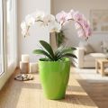 Orchid pot glossy Ø12.5cm lime 1 pc | Floristik24.ie
