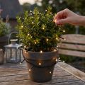 LED string lights, 144 pieces, black, warm white, for outdoor use, 1.2m | Floristik24.ie
