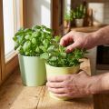 Paper cachepot, planter, herb pot blue/green Ø15cm H13cm 4pcs | Floristik24.ie