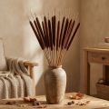 Reed Cob Mix Brown 100 pcs | Floristik24.ie
